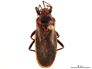  ( - CCDB-34771-E08)  @11 [ ] CreativeCommons - Attribution (2019) Smithsonian Institution Smithsonian Institution