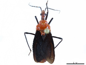  (Pothea tautoventralis - CCDB-34771-F11)  @11 [ ] CreativeCommons - Attribution (2019) Smithsonian Institution Smithsonian Institution