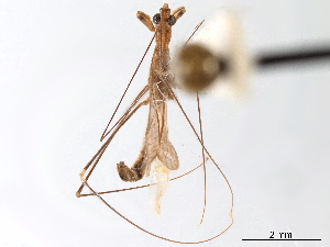  (Ploiaria macrophthalma - CCDB-34771-H02)  @11 [ ] CreativeCommons - Attribution (2019) Smithsonian Institution Smithsonian Institution