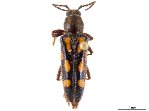  (Agallissus lepturoides - CCDB-34772-B08)  @11 [ ] CreativeCommons - Attribution (2019) Smithsonian Institution Smithsonian Institution