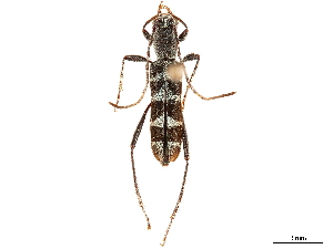  (Oligoenoplus quinquecinctus - CCDB-34772-C06)  @11 [ ] CreativeCommons - Attribution (2019) Smithsonian Institution Smithsonian Institution