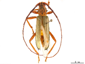  ( - CCDB-34772-C12)  @15 [ ] CreativeCommons - Attribution (2019) Smithsonian Institution Smithsonian Institution