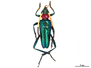 (Pachyteria ruficollis - CCDB-34772-E08)  @11 [ ] CreativeCommons - Attribution (2019) Smithsonian Institution Smithsonian Institution