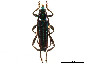  (Xystochroma clypeatum - CCDB-34772-E10)  @11 [ ] CreativeCommons - Attribution (2019) Smithsonian Institution Smithsonian Institution