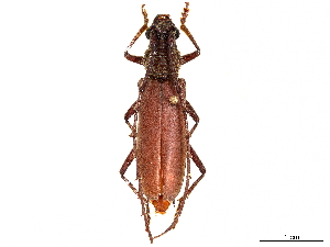  (Juiaparus lasiocerus - CCDB-34772-F10)  @11 [ ] CreativeCommons - Attribution (2019) Smithsonian Institution Smithsonian Institution