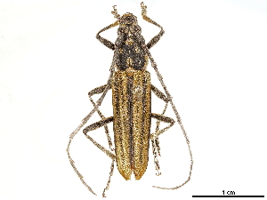 (Gibbocerambyx aureovittatus - CCDB-34772-H07)  @11 [ ] CreativeCommons - Attribution (2019) Smithsonian Institution Smithsonian Institution