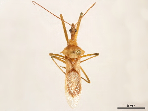  (Ploeogaster gesana - CCDB-34773-E10)  @11 [ ] CreativeCommons - Attribution (2019) Smithsonian Institution Smithsonian Institution