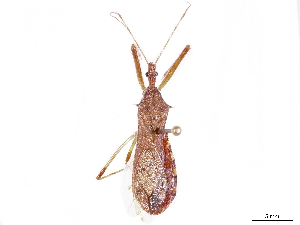  (Rocconota annulicornis - CCDB-34773-F10)  @11 [ ] CreativeCommons - Attribution (2019) Smithsonian Institution Smithsonian Institution