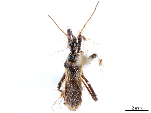  (Sphedanolestes minusculus - CCDB-34773-G04)  @11 [ ] CreativeCommons - Attribution (2019) Smithsonian Institution Smithsonian Institution