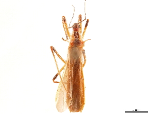  (Polytoxus fuscovittatus - CCDB-34774-C06)  @11 [ ] CreativeCommons - Attribution (2019) Smithsonian Institution Smithsonian Institution