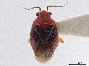  (Halticotoma valida - CCDB-34774-H04)  @11 [ ] CreativeCommons - Attribution (2019) Smithsonian Institution Smithsonian Institution