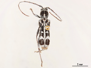  (Paraclytus excultus - CCDB-34775-C08)  @11 [ ] CreativeCommons - Attribution (2019) Smithsonian Institution Smithsonian Institution