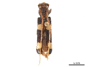  (Maripanus quadrimaculatus - CCDB-34775-D10)  @11 [ ] CreativeCommons - Attribution (2019) Smithsonian Institution Smithsonian Institution