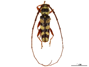  (Dryobius sexnotatus - CCDB-34775-E05)  @11 [ ] CreativeCommons - Attribution (2019) Smithsonian Institution Smithsonian Institution