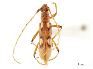  (Beraba cheilaria - CCDB-34775-E09)  @11 [ ] CreativeCommons - Attribution (2019) Smithsonian Institution Smithsonian Institution