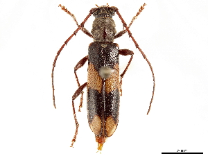  (Amorupi hudepohli - CCDB-34775-G11)  @11 [ ] CreativeCommons - Attribution (2019) Smithsonian Institution Smithsonian Institution