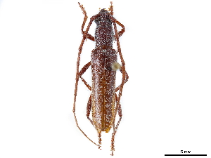  (Aneflomorpha rectilinea - CCDB-34775-H05)  @11 [ ] CreativeCommons - Attribution (2019) Smithsonian Institution Smithsonian Institution
