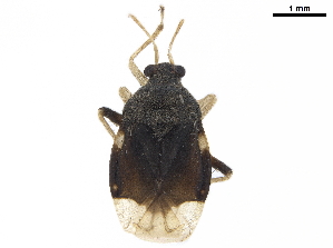  (Pycnoderes dilatatus - CCDB-34776-A10)  @11 [ ] CreativeCommons - Attribution (2019) Smithsonian Institution Smithsonian Institution