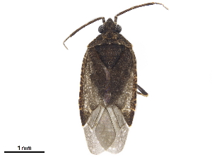  (Peritropis - CCDB-34776-C03)  @11 [ ] CreativeCommons - Attribution (2019) Smithsonian Institution Smithsonian Institution