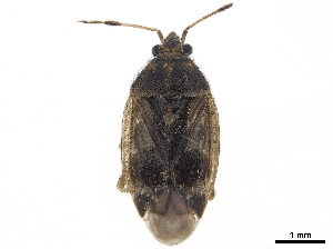  (Eurychilopterella luridula - CCDB-34776-D07)  @11 [ ] CreativeCommons - Attribution (2019) Smithsonian Institution Smithsonian Institution