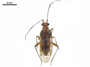  ( - CCDB-34776-G02)  @11 [ ] CreativeCommons - Attribution (2019) Smithsonian Institution Smithsonian Institution