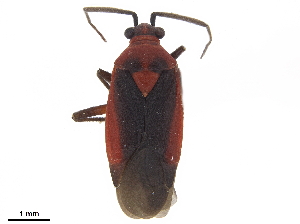  (Oncerometopus nitens - CCDB-34777-D09)  @11 [ ] CreativeCommons - Attribution (2019) Smithsonian Institution Smithsonian Institution