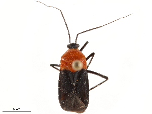  (Platytylus - CCDB-34777-D11)  @11 [ ] CreativeCommons - Attribution (2019) Smithsonian Institution Smithsonian Institution