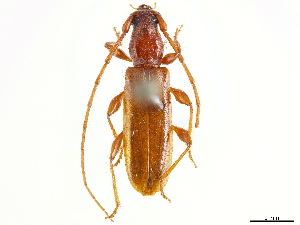  (Etymosphaerion unicolor - CCDB-34778-A10)  @11 [ ] CreativeCommons - Attribution (2019) Smithsonian Institution Smithsonian Institution
