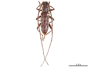  (Trichophoroides pilicornis - CCDB-34778-F05)  @11 [ ] CreativeCommons - Attribution (2019) Smithsonian Institution Smithsonian Institution