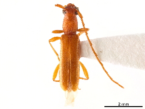  (Caribbomerus attenuatus - CCDB-34778-F09)  @11 [ ] CreativeCommons - Attribution (2019) Smithsonian Institution Smithsonian Institution