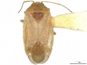  (Cariniocoris - CCDB-34779-C01)  @11 [ ] CreativeCommons - Attribution (2019) Smithsonian Institution Smithsonian Institution