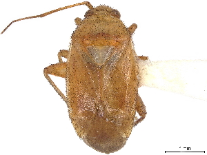  (Melaleucoides - CCDB-34779-C11)  @11 [ ] CreativeCommons - Attribution (2019) Smithsonian Institution Smithsonian Institution