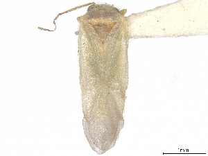  (Nevadocoris - CCDB-34779-D07)  @11 [ ] CreativeCommons - Attribution (2019) Smithsonian Institution Smithsonian Institution