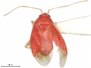  (Sthenaropsidea - CCDB-34779-E09)  @11 [ ] CreativeCommons - Attribution (2019) Smithsonian Institution Smithsonian Institution