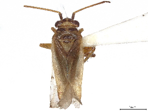  (Tannerocoris - CCDB-34779-F01)  @11 [ ] CreativeCommons - Attribution (2019) Smithsonian Institution Smithsonian Institution