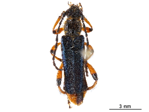  (Lampropterus cyanipennis - CCDB-34781-C08)  @11 [ ] CreativeCommons - Attribution (2019) Smithsonian Institution Smithsonian Institution