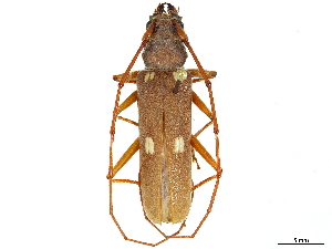  ( - CCDB-34781-H03)  @11 [ ] CreativeCommons - Attribution (2019) Smithsonian Institution Smithsonian Institution