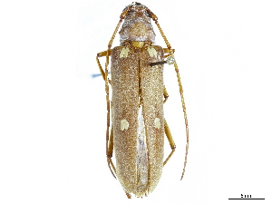  (Eburiomorpha - CCDB-34781-H04)  @11 [ ] CreativeCommons - Attribution (2019) Smithsonian Institution Smithsonian Institution