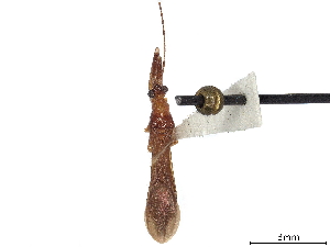  (Phasmatocoris octomaculatus - CCDB-34782-D07)  @11 [ ] CreativeCommons - Attribution (2019) Smithsonian Institution Smithsonian Institution