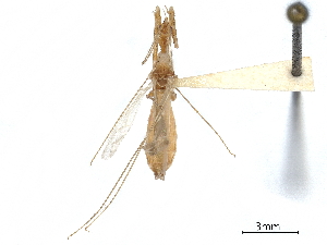  (Stenolemoides costipennis - CCDB-34782-D08)  @11 [ ] CreativeCommons - Attribution (2019) Smithsonian Institution Smithsonian Institution