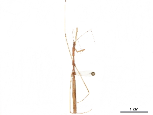  (Ghinallelia fulvipennis - CCDB-34782-D10)  @11 [ ] CreativeCommons - Attribution (2019) Smithsonian Institution Smithsonian Institution