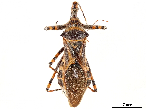  (Isyndus grisea - CCDB-34782-E08)  @11 [ ] CreativeCommons - Attribution (2019) Smithsonian Institution Smithsonian Institution