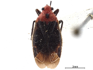  (Aspidobothrys - CCDB-34782-F11)  @11 [ ] CreativeCommons - Attribution (2019) Smithsonian Institution Smithsonian Institution