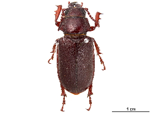  (Cantharocnemis spondyliodes - CCDB-34783-B01)  @11 [ ] CreativeCommons - Attribution (2019) Smithsonian Institution Smithsonian Institution