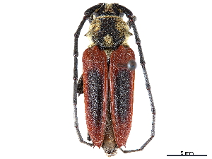  (Basiptera castaneipennis - CCDB-34783-B12)  @11 [ ] CreativeCommons - Attribution (2019) Smithsonian Institution Smithsonian Institution