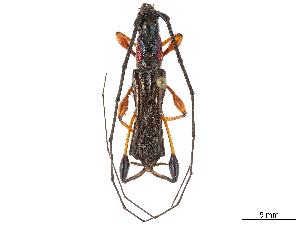  (Merionoedopsis brevipennis - CCDB-34783-F07)  @11 [ ] CreativeCommons - Attribution (2019) Smithsonian Institution Smithsonian Institution