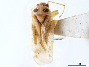  (Vanduzeephylus falcatus - CCDB-34783-H05)  @11 [ ] CreativeCommons - Attribution (2019) Smithsonian Institution Smithsonian Institution
