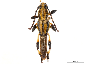  (Bromiades brachyptera - CCDB-34784-C09)  @11 [ ] CreativeCommons - Attribution (2019) Smithsonian Institution Smithsonian Institution