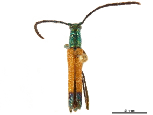  (Chrysaethe aurantipennis - CCDB-34784-C11)  @11 [ ] CreativeCommons - Attribution (2019) Smithsonian Institution Smithsonian Institution