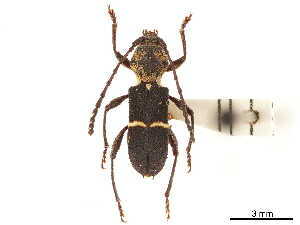  (Epipedocera - CCDB-34784-G04)  @11 [ ] CreativeCommons - Attribution (2019) Smithsonian Institution Smithsonian Institution